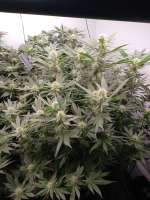 Dutch Passion Critical Orange Punch - ein Foto von Maxie