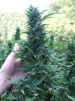 Bild von juanliethoni (Durban Poison)