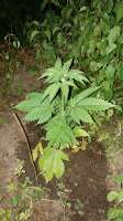 Bild von GuerillaSaar (Durban Poison)