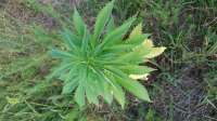 Bild von GuerillaSaar (Durban Poison)