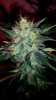 Bild von ZenBudman (Durban Poison)