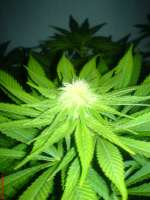 Bild von HBGrower (Orange Bud)