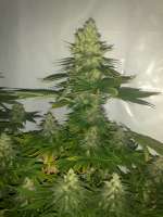 Bild von prayer (White Widow)