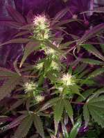 Bild von DOCTOHR (White Widow)