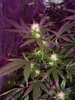 Bild von DOCTOHR (White Widow)