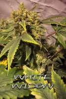 Bild von Farma (White Widow)