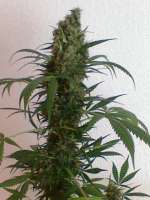 Bild von nygrr (White Widow)