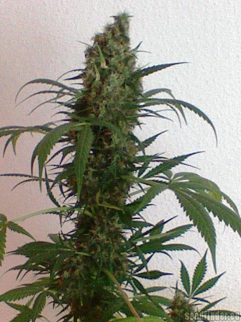 Dutch Passion White Widow