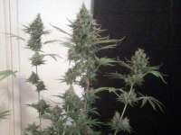 Bild von nygrr (White Widow)