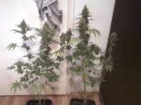 Bild von nygrr (White Widow)