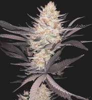 Dying Breed Seeds Peach Ringz - ein Foto von denverdoggy