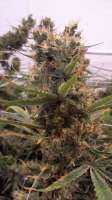 Dynasty Seeds Honey Badger Haze - ein Foto von wickedsp00n