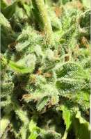 Earth Witch Seeds Garlic Haze - ein Foto von ewsalex