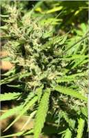 Earth Witch Seeds Marula - ein Foto von ewsalex