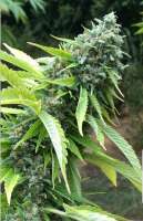 Earth Witch Seeds Sour Mangos - ein Foto von ewsalex