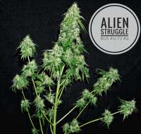 Eazy Daze Cultivators Alien Struggle Bus - ein Foto von cincy11jr