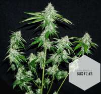 Eazy Daze Cultivators Alien Struggle Bus - ein Foto von cincy11jr