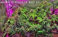Eazy Daze Cultivators Alien Struggle Bus - ein Foto von cincy11jr