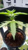 Elev8 Seeds Dreamsicle - ein Foto von B99kk0