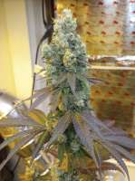 Elev8 Seeds White Heat - ein Foto von ripster420