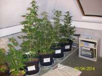 Bild von beltram16 (Headlights Kush Auto)