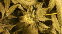 Emerald Triangle OG Critical - ein Foto von growingtogreatness