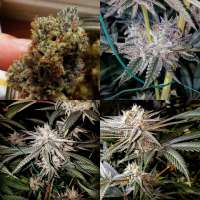 Enlightened Genetics Comfortably Numb - ein Foto von Enlightenedgenetics