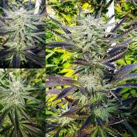 Bild von Enlightenedgenetics (Enlightened Cookies)