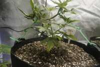 Bild von ablackguygrows (Peanut Butter Triangle)