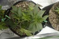 Bild von ablackguygrows (Peanut Butter Triangle)