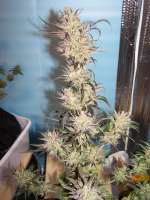 Eskobar Seeds Cheeseberry Haze - ein Foto von DreamOfGreen