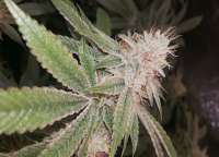 Ethos Genetics Lemon OG Haze - ein Foto von sh0wtime