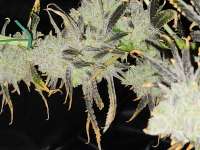 Ethos Genetics Samo 78 - ein Foto von Calmwind