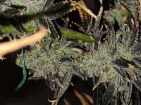 Ethos Genetics Samo 78 - ein Foto von Calmwind