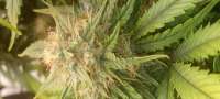 Bild von Natedog7171 [Strawberry OG Cookies]