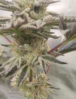 Ethos Genetics White Wedding - ein Foto von Julius