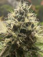 Eureka Seeds Org Ipanema Kush - ein Foto von Zombikushaddicted