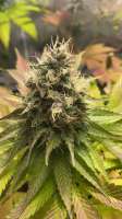 Eureka Seeds Org Ipanema Kush - ein Foto von Zombikushaddicted