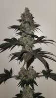 Exotic Genetix Purple Pineapple - ein Foto von HiTemperz