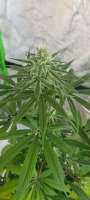 Exotic Seed Amnesia #7 - ein Foto von Frosti62