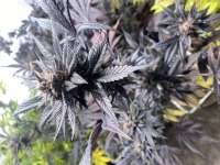 Exotic Seed Tropical Fuel - ein Foto von Dhfreak