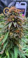 Exotic Seed Z&Z - ein Foto von FimMasterFrank