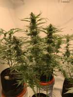 Expert Seeds Gorilla Banana - ein Foto von Pazzokgb