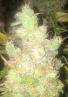 Bild von LemiAten (Gorilla Cookies)