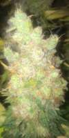 Bild von LemiAten (Gorilla Cookies)