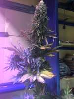 Expert Seeds Gorrila Glue #4 x Lilly - ein Foto von FeralRidge