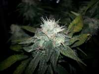 Expert Seeds White Widow x Critical - ein Foto von Slowroll