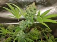 Expert Seeds ZkittleZ Glue - ein Foto von Bballneck