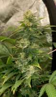 Expert Seeds ZkittleZ Glue - ein Foto von Bballneck47