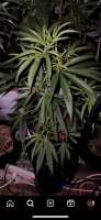 Farmer Brown Seeds Santa Marta - ein Foto von Jklol